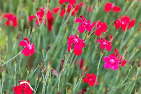 Dianthus delt. 'Flashing Light' - P9 - image 2