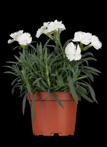DIANTHUS F1 MIXED