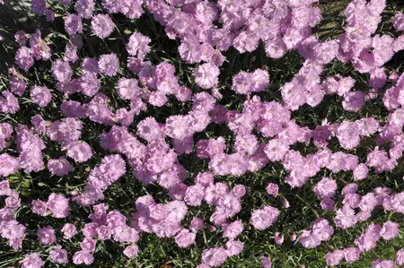 Dianthus grat. 'Pink Jewel' - P9