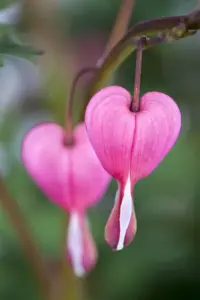 Dicentra spectabilis - 2 Ltr pot - image 4