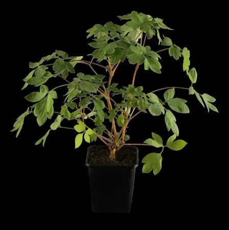 Dicentra spectabilis - 2 Ltr pot - image 1