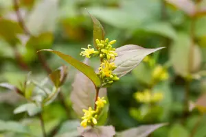 Diervilla splendens - 1.5 Ltr pot - image 2