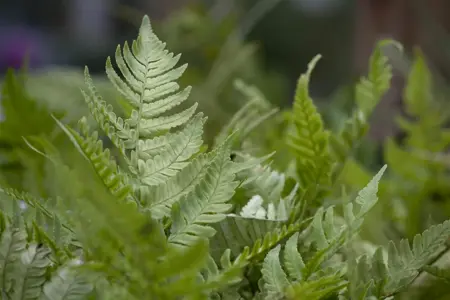 Dryopteris erythrosora - 1.5 Ltr pot - image 1