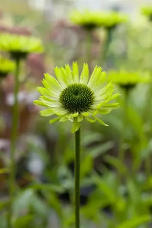 Echinacea purp. 'Green Jewel' - 1.5 Ltr pot - image 3