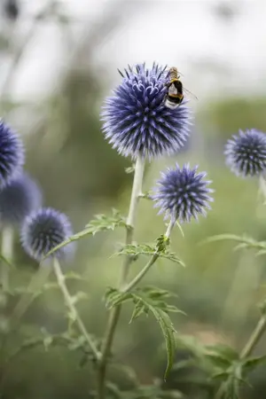 Echinops ritro - 5 Ltr pot - image 2