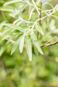 Elaeagnus angustifolia - 80-100 CM C7.5 - image 5