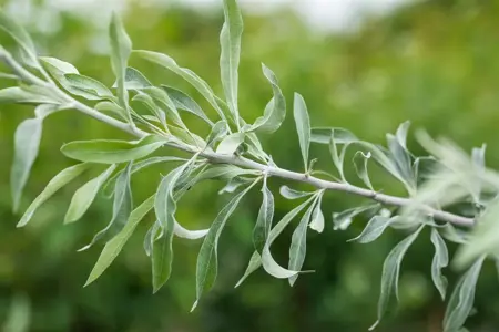 Elaeagnus angustifolia - 80-100 CM C7.5 - image 2