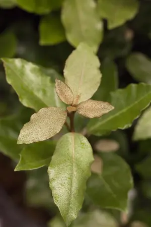 Elaeagnus ebbingei 'Compacta' - 2 Ltr pot - image 1
