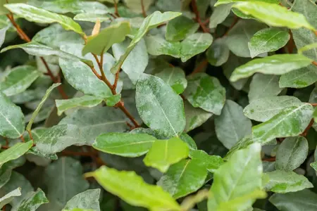 Elaeagnus ebbingei 'Compacta' - 2 Ltr pot - image 5