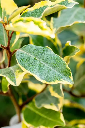 Elaeagnus ebbingei 'Limelight' - 30-40 CM C3 - image 4