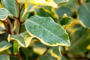 Elaeagnus ebbingei 'Limelight' - 30-40 CM C3 - image 3