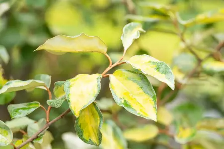 Elaeagnus ebbingei 'Limelight' - 30-40 CM C3 - image 5