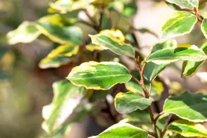 Elaeagnus ebbingei 'Viveleg' - 40-50 CM C10 - image 3
