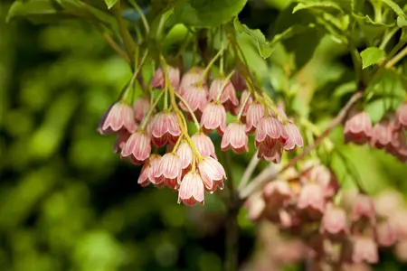 Enkianthus camp. 'Red Bells' - 100-125 CM C20