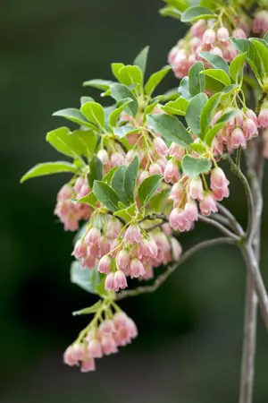 Enkianthus campanulatus - 30-40 CM C3 - image 4