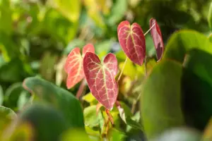 Epimedium versicolor 'Sulphureum' - P11 - image 3