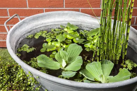 Equisetum hyemale - 17 cm aquatic basket - image 4