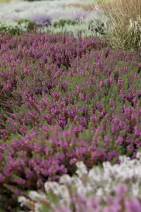 Erica carnea 'Heathwood'