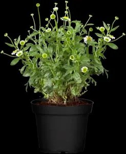 Erigeron karvinskianus - 2 Ltr pot - image 2