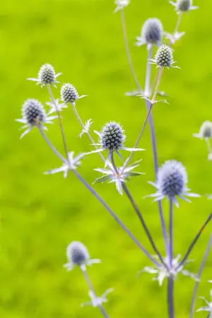 Eryngium planum - 2 Ltr pot - image 1