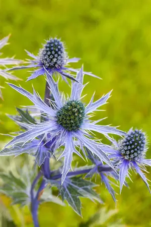 Eryngium planum - 2 Ltr pot - image 4