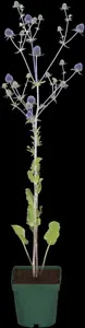 Eryngium planum - 2 Ltr pot - image 5