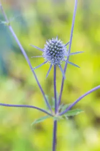 Eryngium planum 'Blaukappe'