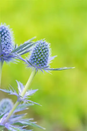 Eryngium zabelii 'Big Blue' - P9 - image 4