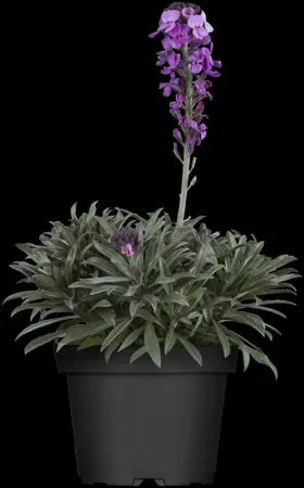 Erysimum 'Colour Vibe Purple' - P9 - image 5