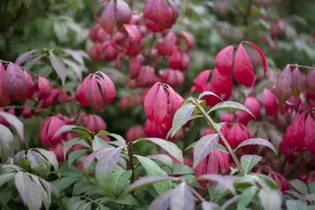 Euonymus alatus 'Compactus' - 20 Ltr pot - image 2