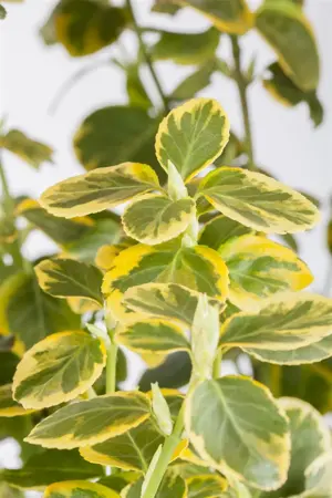Euonymus fort. 'Canadale Gold' - 90 CM STEM C10 - image 1