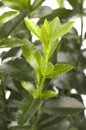 Euonymus fort. 'Color Beauty' - 1.5 Ltr pot - image 2
