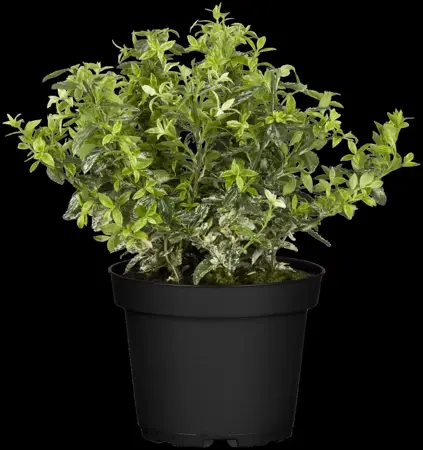 Euonymus fort. 'Harlequin' - 1.5 Ltr pot - image 3