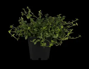 Euonymus fort. 'Minimus' - 2 Ltr pot - image 2