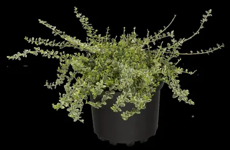 Euonymus fort. 'Silver Carpet' - 2 Ltr pot - image 4