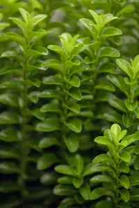 Euonymus jap. 'Green Rocket' - 2 Ltr pot - image 2