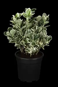 Euonymus jap. 'Kathy' - P9 - image 5