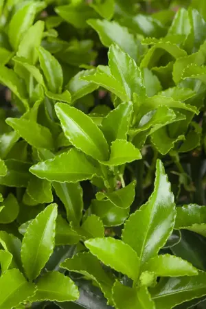 Euonymus jap. 'Microphyllus' - P13 - image 2