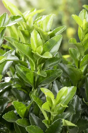 Euonymus jap. 'Microphyllus' - 15-20 CM C2 - image 5