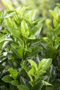 Euonymus jap. 'Microphyllus' - 15-20 CM C2 - image 5