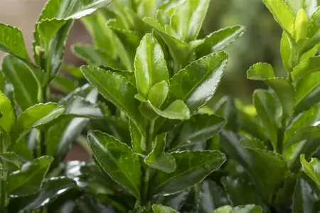 Euonymus jap. 'Microphyllus' - 15-20 CM C2 - image 4