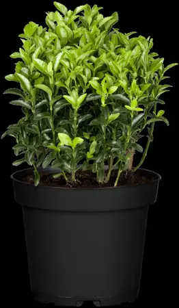Euonymus jap. 'Microphyllus' - 15-20 CM C2 - image 1