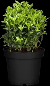 Euonymus jap. 'Microphyllus' - 15-20 CM C2 - image 5