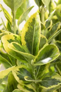 Euonymus jap. 'Pulchellus'
