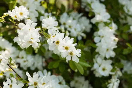 Exochorda macrantha 'The Bride' - 2 Ltr, 3 canes - image 3