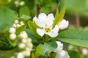Exochorda rac. 'Blushing Pearl' - 2 Ltr, 3 canes - image 3
