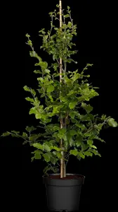 Fagus sylvatica - Plug/Celgrown - image 2