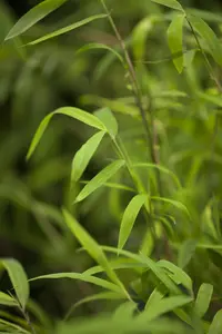 Fargesia nitida ?Shadow Light? - 80-100 CM C5 - image 2