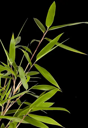 Fargesia rufa - 80-100 CM C10 - image 1