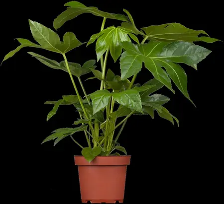 Fatsia japonica - 2 Ltr pot - image 2
